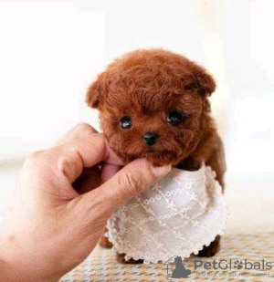 Zdjęcie №2 do zapowiedźy № 133938 na sprzedaż  pudel (royal) - wkupić się USA 