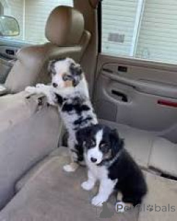 Zdjęcie №1. owczarek australijski - na sprzedaż w Madryt | 3348zł | Zapowiedź №166005