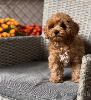 Zdjęcie №1. maltipu - na sprzedaż w ALSDORF | 2631zł | Zapowiedź №157764