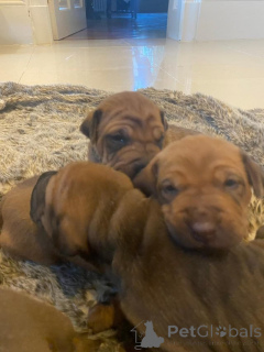 Zdjęcie №3. Samiec i samica Shar Pei wymagają znalezienia nowego domu. Grecja