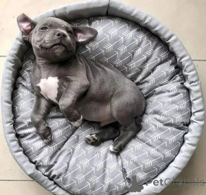 Zdjęcie №1. amerykański pitbulterier - na sprzedaż w Berlin | negocjowane | Zapowiedź №166419