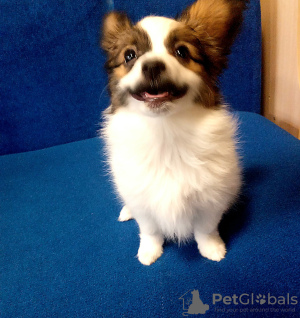 Zdjęcie №4. Sprzedam papillon (rasa psów) w Dnipro. hodowca - cena - 2773zł