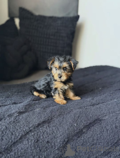 Zdjęcie №1. yorkshire terrier biewer - na sprzedaż w Arizona City | 3707zł | Zapowiedź №176121