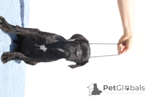 Zdjęcie №1. cane corso - na sprzedaż w Buzău | 8132zł | Zapowiedź №140502