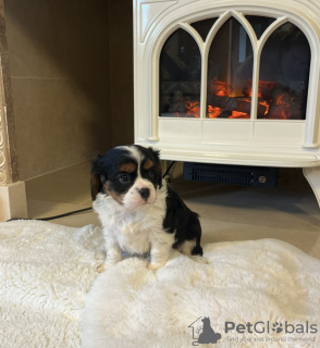 Zdjęcie №1. cavalier king charles spaniel - na sprzedaż w Charleston | 2135zł | Zapowiedź №128981