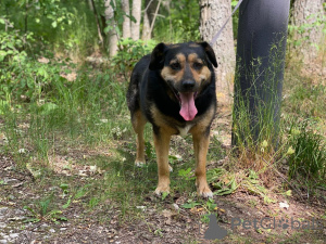 Zdjęcie №2 do zapowiedźy № 144343 na sprzedaż  pies nierasowy - wkupić się Federacja Rosyjska prywatne ogłoszenie