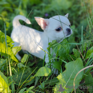 Zdjęcie №1. chihuahua (rasa psów) - na sprzedaż w Mińsk | 3565zł | Zapowiedź №70230