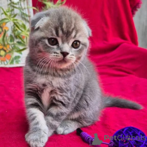 Zdjęcie №1. scottish fold - na sprzedaż w Beierdorf | 1674zł | Zapowiedź № 177745