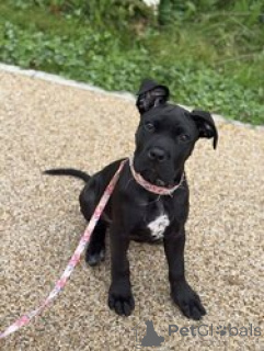 Zdjęcie №1. cane corso - na sprzedaż w Allison | negocjowane | Zapowiedź №168839