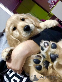 Zdjęcie №1. golden retriever - na sprzedaż w Kovilj | negocjowane | Zapowiedź №159672