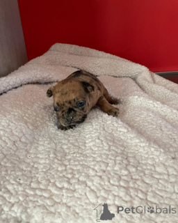 Zdjęcie №2 do zapowiedźy № 163038 na sprzedaż  buldog francuski - wkupić się Francja prywatne ogłoszenie, ze schronu