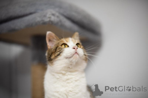 Zdjęcie №4. Sprzedam  w Chimki. ze schronu - cena - Bezpłatny