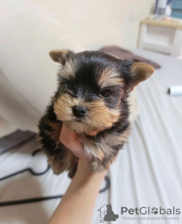 Dodatkowe zdjęcia: Yorkshire Terrier,