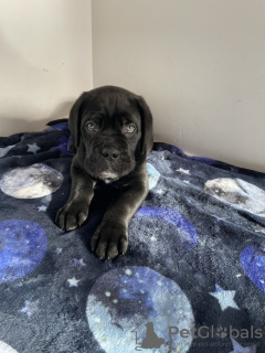 Zdjęcie №3. Cane Corso junge zu verkaufen. Niemcy