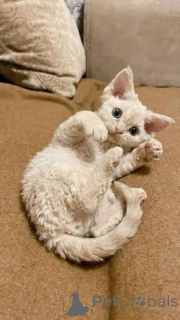 Zdjęcie №2 do zapowiedźy № 173294 na sprzedaż  devon rex - wkupić się Polska prywatne ogłoszenie, hodowca