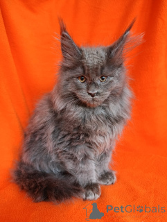 Dodatkowe zdjęcia: Elegancki kotek chłopiec