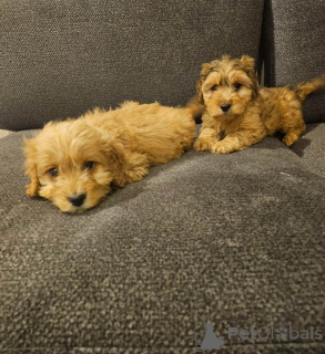 Zdjęcie №4. Sprzedam cocker spaniel angielski w Bleialf. prywatne ogłoszenie - cena - 1818zł