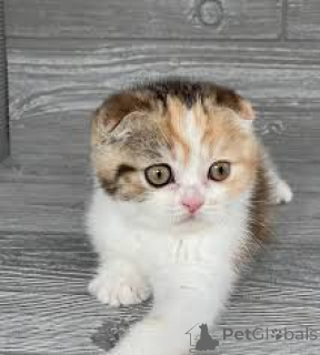 Zdjęcie №1. scottish fold - na sprzedaż w Antwerpia | 2392zł | Zapowiedź № 165581