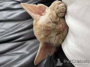 Dodatkowe zdjęcia: Kocięta Devon Rex