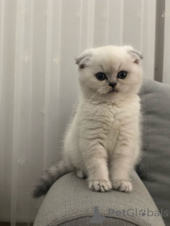 Zdjęcie №2 do zapowiedźy № 157399 na sprzedaż  scottish fold - wkupić się Niemcy ze schronu, hodowca