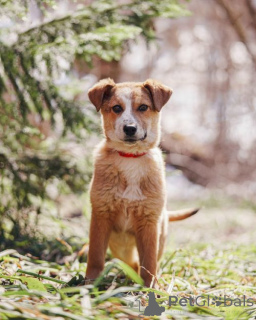 Zdjęcie №1. pies nierasowy - na sprzedaż w Moskova | Bezpłatny | Zapowiedź №167146