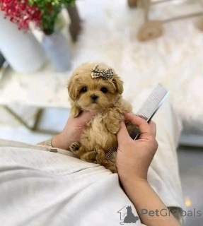 Zdjęcie №2 do zapowiedźy № 138637 na sprzedaż  pudel (zabawka) - wkupić się USA hodowca