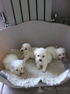 Zdjęcie №1. bichon frise - na sprzedaż w Berno | 1674zł | Zapowiedź №172061