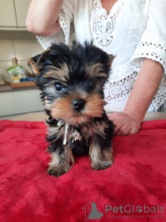 Zdjęcie №2 do zapowiedźy № 123402 na sprzedaż  yorkshire terrier - wkupić się Grecja prywatne ogłoszenie