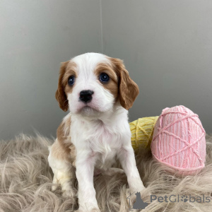 Zdjęcie №1. cavalier king charles spaniel - na sprzedaż w Augsburg | 3012zł | Zapowiedź №159304