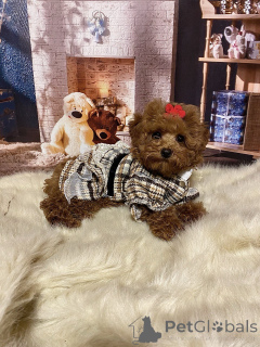 Zdjęcie №2 do zapowiedźy № 135115 na sprzedaż  maltipu - wkupić się Niemcy prywatne ogłoszenie, od żłobka, hodowca