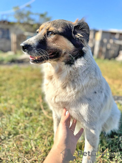 Zdjęcie №3. Szukam domu dla Świętego Mikołaja, psów jasnej duszy. Federacja Rosyjska