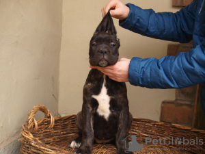 Zdjęcie №1. pies nierasowy - na sprzedaż w Zrenjanin | 419zł | Zapowiedź №38314