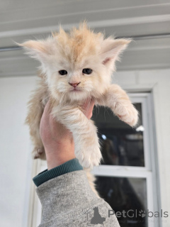 Zdjęcie №2 do zapowiedźy № 156476 na sprzedaż   - wkupić się Niemcy hodowca