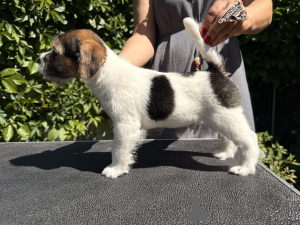 Zdjęcie №4. Sprzedam jack russell terrier w Borisov. od żłobka - cena - 2578zł