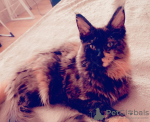 Zdjęcie №3. Maine coony. Estonia