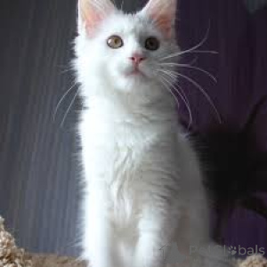 Zdjęcie №3. Adorables chatons Angora turcs dostępne à la vente. Les parents sont des membres. Finlandia