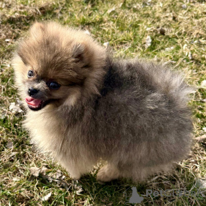 Zdjęcie №2 do zapowiedźy № 136002 na sprzedaż  szpic miniaturowy - wkupić się Niemcy 