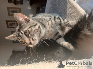 Zdjęcie №2 do zapowiedźy № 133812 na sprzedaż   - wkupić się Niemcy 