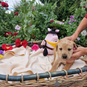 Zdjęcie №3. Labrador. Polska