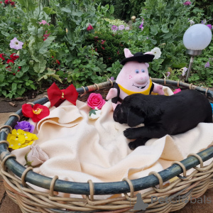 Zdjęcie №1. labradoodle - na sprzedaż w Poznań | negocjowane | Zapowiedź №146014