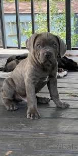Zdjęcie №3. Chiots Cane Corso do sprzedaży. Austria