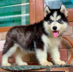 Zdjęcie №1. husky syberyjski - na sprzedaż w Pforzheim | 2774zł | Zapowiedź №175103