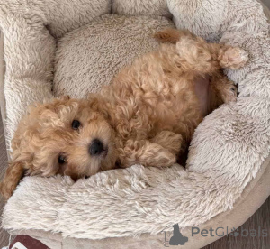 Zdjęcie №1. maltipu - na sprzedaż w Berlin | 4305zł | Zapowiedź №149838