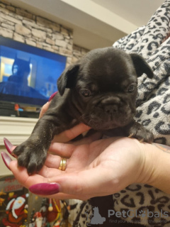 Zdjęcie №3. Französische Bulldoggen Welpen. Niemcy