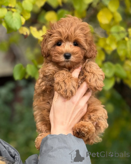 Zdjęcie №3. Miękkie jak chmurka i słodkie jak stokrotka, to serce małej damy jest z czystego. Islandia