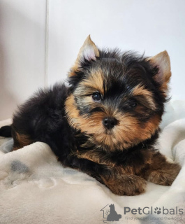 Zdjęcie №1. yorkshire terrier - na sprzedaż w Pécs | negocjowane | Zapowiedź №110168