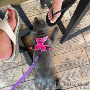 Zdjęcie №2 do zapowiedźy № 166186 na sprzedaż  staffordshire bull terrier - wkupić się Niemcy prywatne ogłoszenie