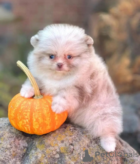 Zdjęcie №4. Sprzedam szpic miniaturowy w Есна.  - cena - 1674zł