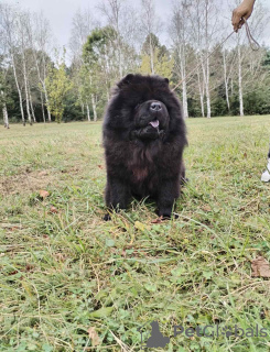 Dodatkowe zdjęcia: Chow Chow psy na sprzedaż