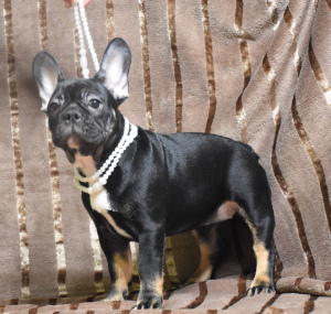 Zdjęcie №3. Szczenita z hodowli. Federacja Rosyjska